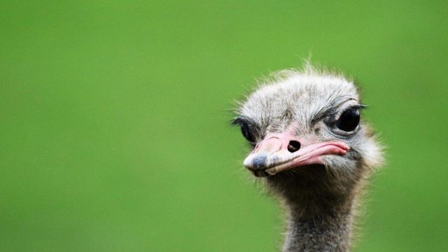 Struisvogel