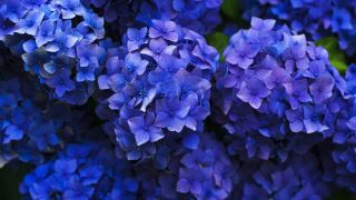 Hydrangeas 1851481 1920