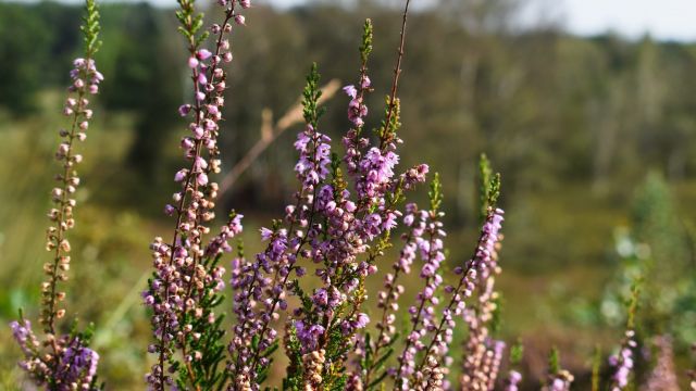 Lien van win S5 D Zau428 KU unsplash