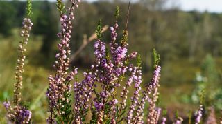 Lien van win S5 D Zau428 KU unsplash